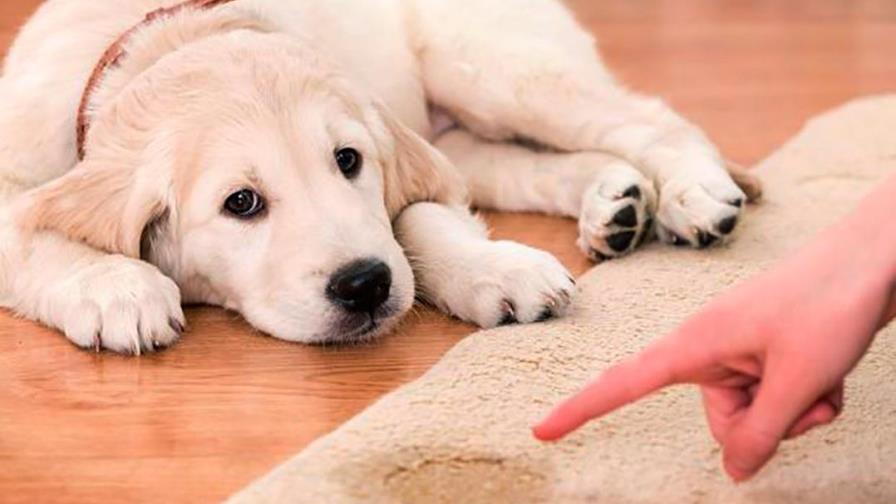 El perro se orina en todas partes... El perro se orina en todas partes...