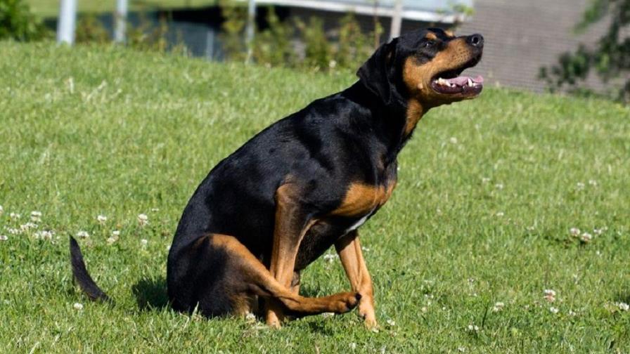 Se arrastra porque le pica el ano