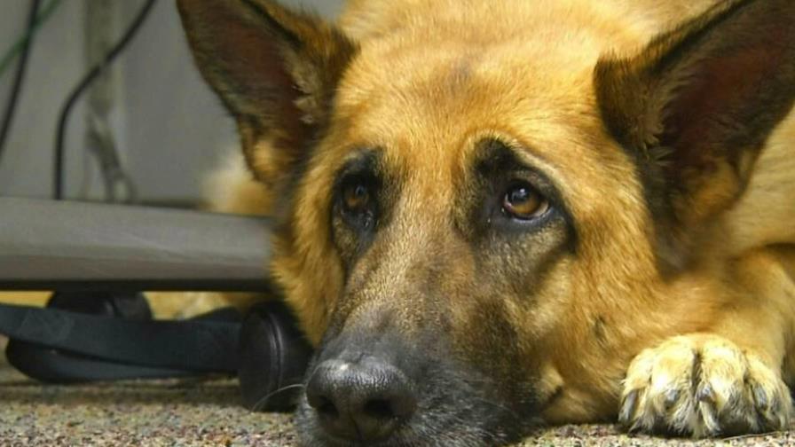 ¿Qué hay detrás de la mirada triste de un perro?, científicos lo explican