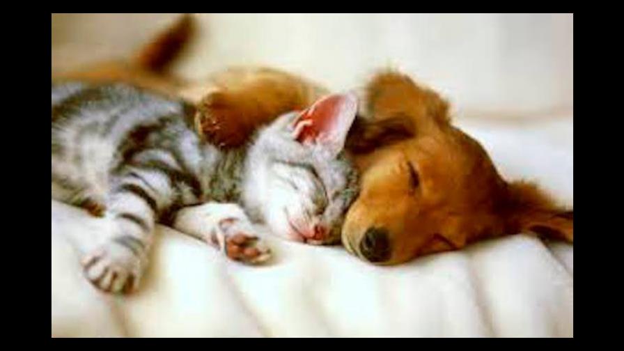 El perro se come la comida del gato... ¿Es malo?