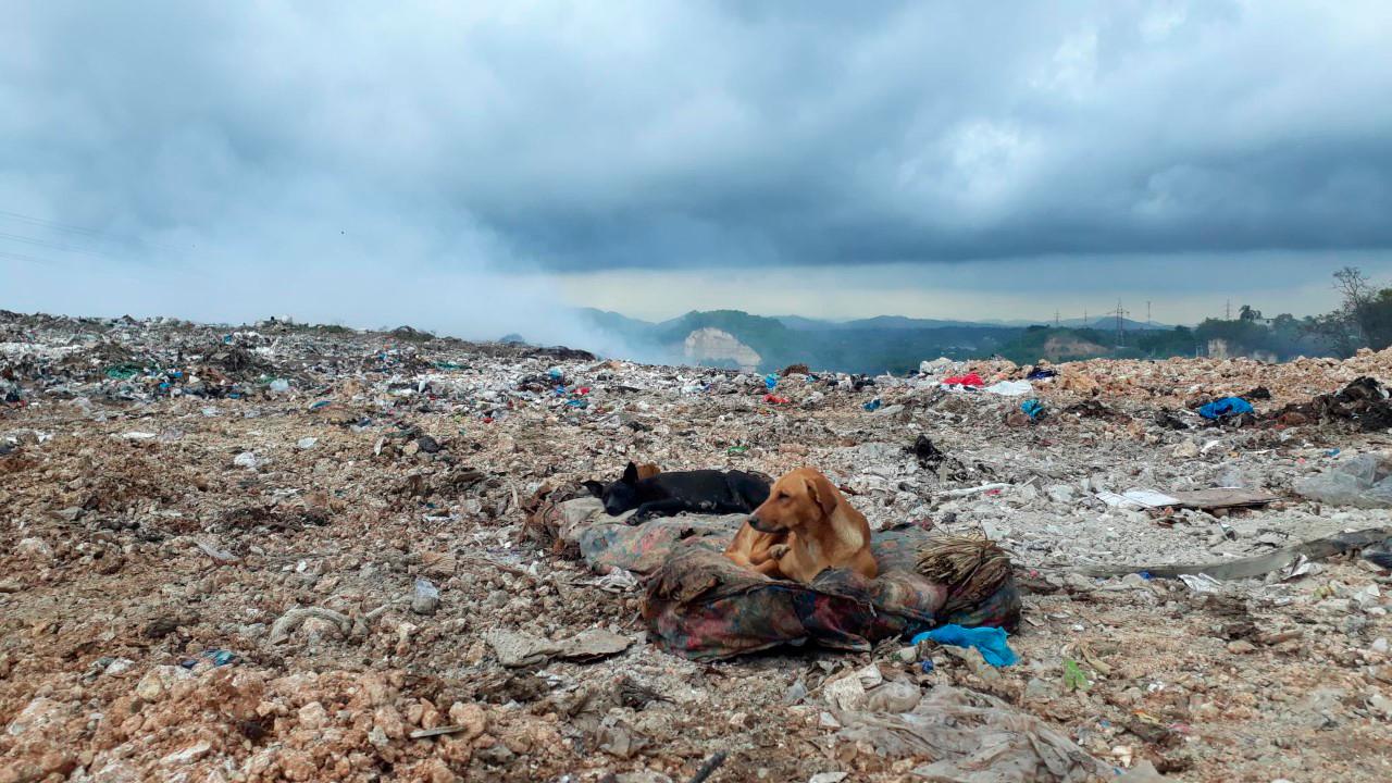 Esos perros se acomodan en un viejo colchón en el vertedero.