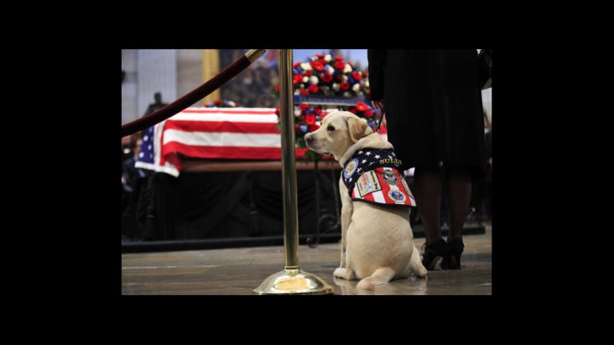 Sully, el perro de servicio de Bush, visita su féretro Sully, el perro de servicio de Bush, visita su féretro