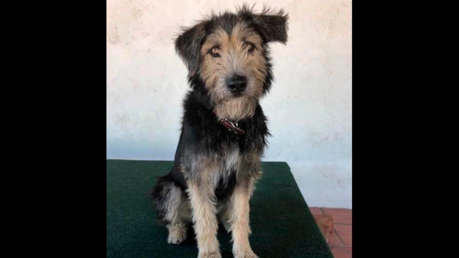 Disney halla en una perrera a su vagabundo de la nueva Lady and the Tramp