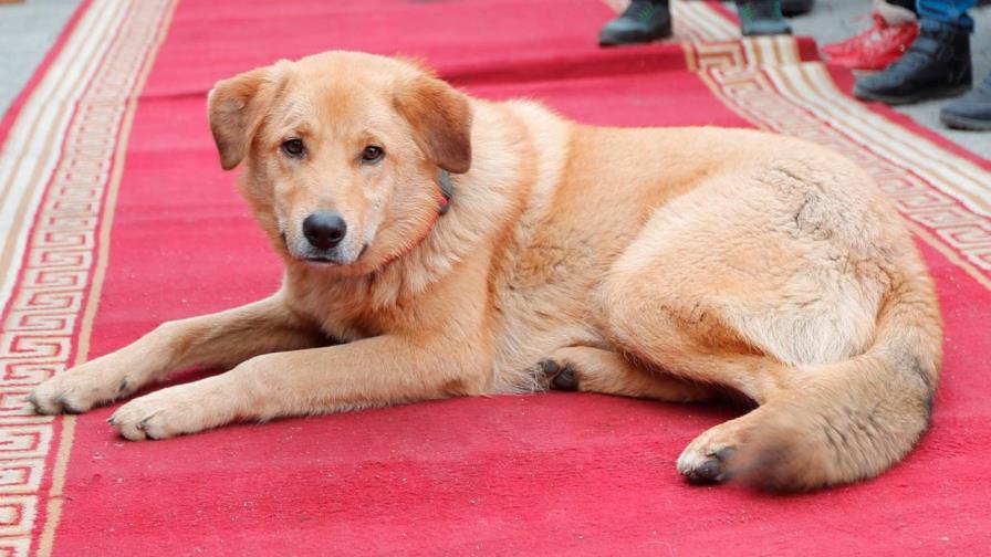 El amor y el dinero también van de la mano en el San Valentín de los perros
