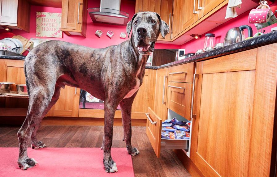 Muere a los ocho años y medio el perro más alto del mundo
