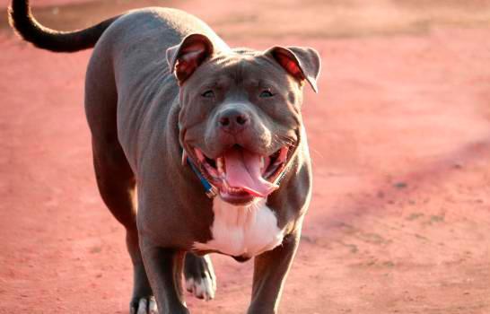 Expertos en protección animal rechazan proyecto de ley buscar regular tenencia de perros