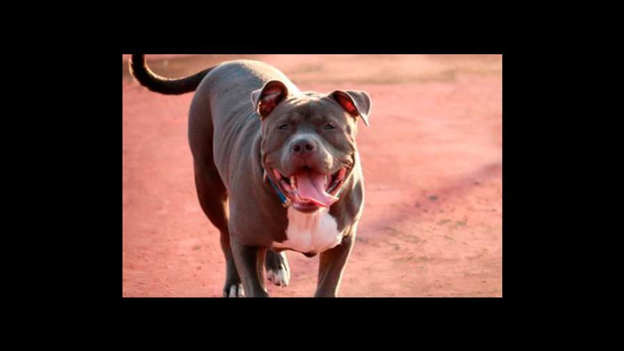 Expertos en protección animal rechazan proyecto de ley buscar regular tenencia de perros Expertos en protección animal rechazan proyecto de ley buscar regular tenencia de perros