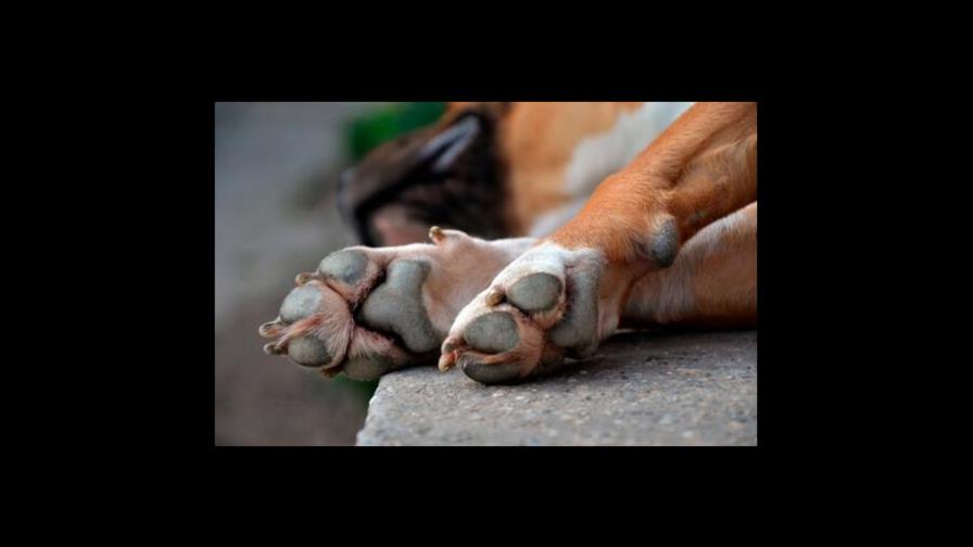 Autoridades investigan caso de perrita baleada en Moca Autoridades investigan caso de perrita baleada en Moca