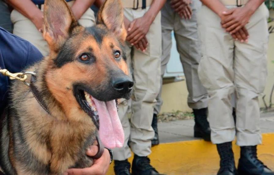 DNCD integra 24 perros al combate del narcotráfico