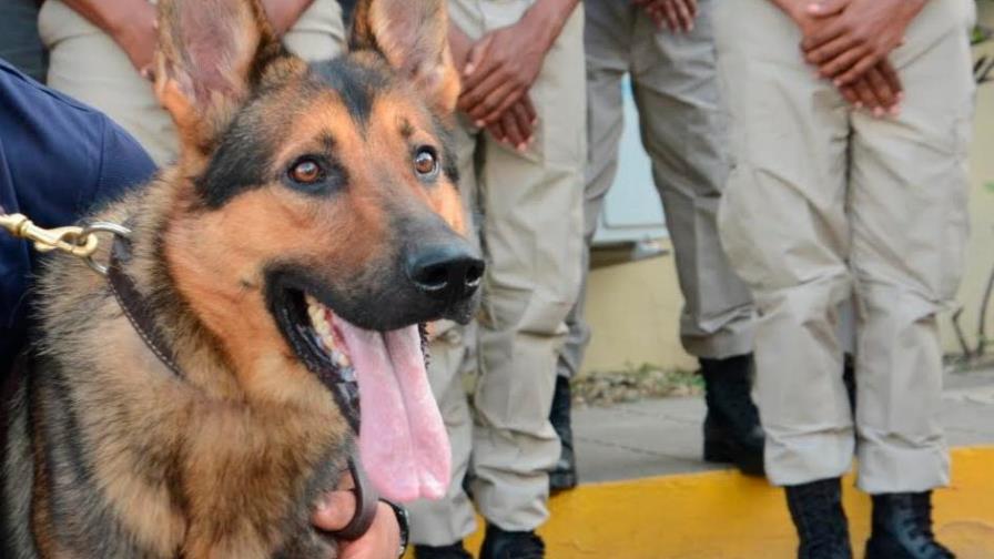 DNCD integra 24 perros al combate del narcotráfico