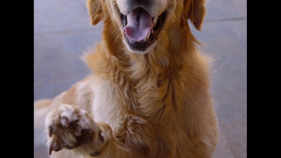 Cinco perros mataron y despedazaron a un niño que los cuidaba