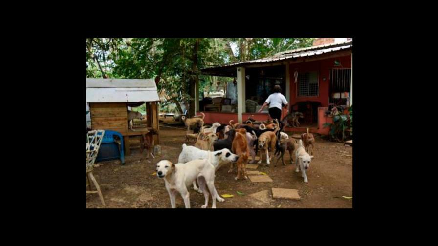 Expertos consideran improcedente proyecto de ley buscar regular tenencia de perros