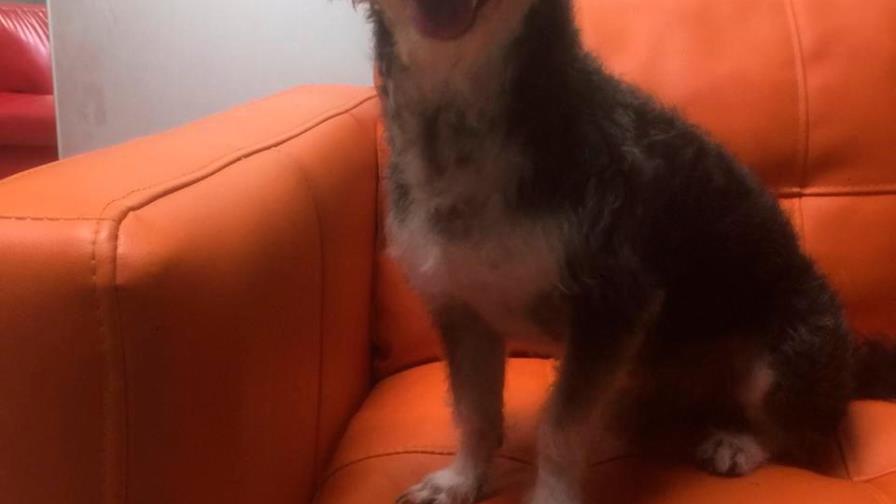 ¿Será suyo este perro? Aquí lo puede localizar