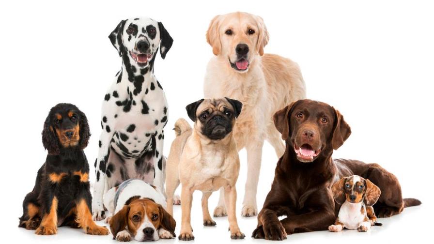 Día Mundial del Perro: ¿cuál es la raza que mejor va contigo? Día Mundial del Perro: ¿cuál es la raza que mejor va contigo?