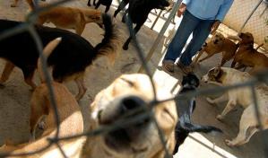 Rescatan a 166 perros en Puerto Rico y los trasladan a EEUU para adopción