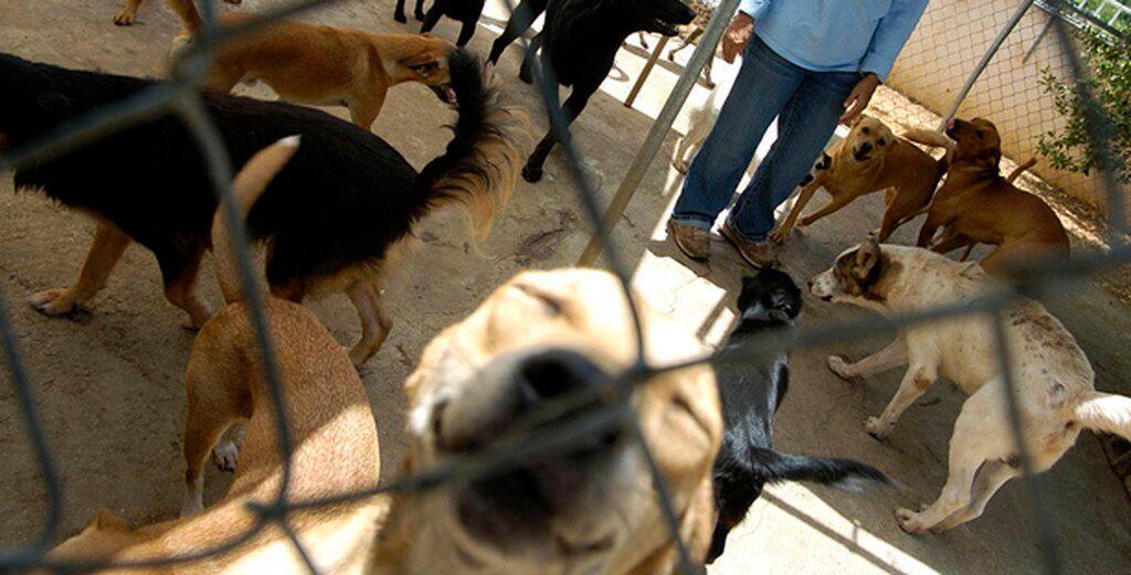 Rescatan a 166 perros en Puerto Rico y los trasladan a EEUU para adopción