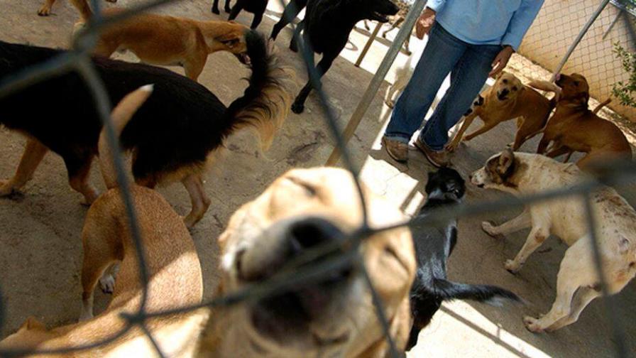 Rescatan a 166 perros en Puerto Rico y los trasladan a EEUU para adopción