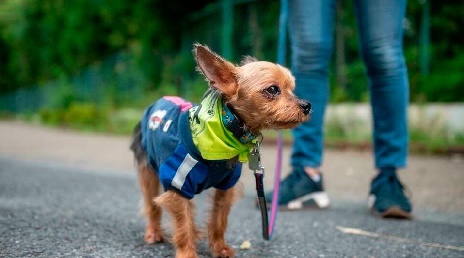 En Japón, una patrulla de perros vigila a los niños