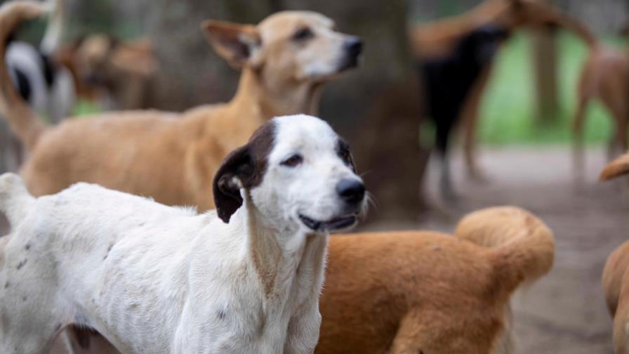 Construirán Primer Albergue Modelo Estatal para perros en Pedro Brand Construirán Primer Albergue Modelo Estatal para perros en Pedro Brand