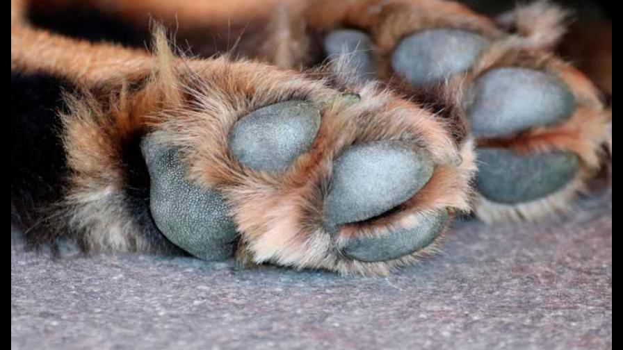 Dictan garantía económica de RD$500 mil a hombre acusado de matar una perrita en Moca