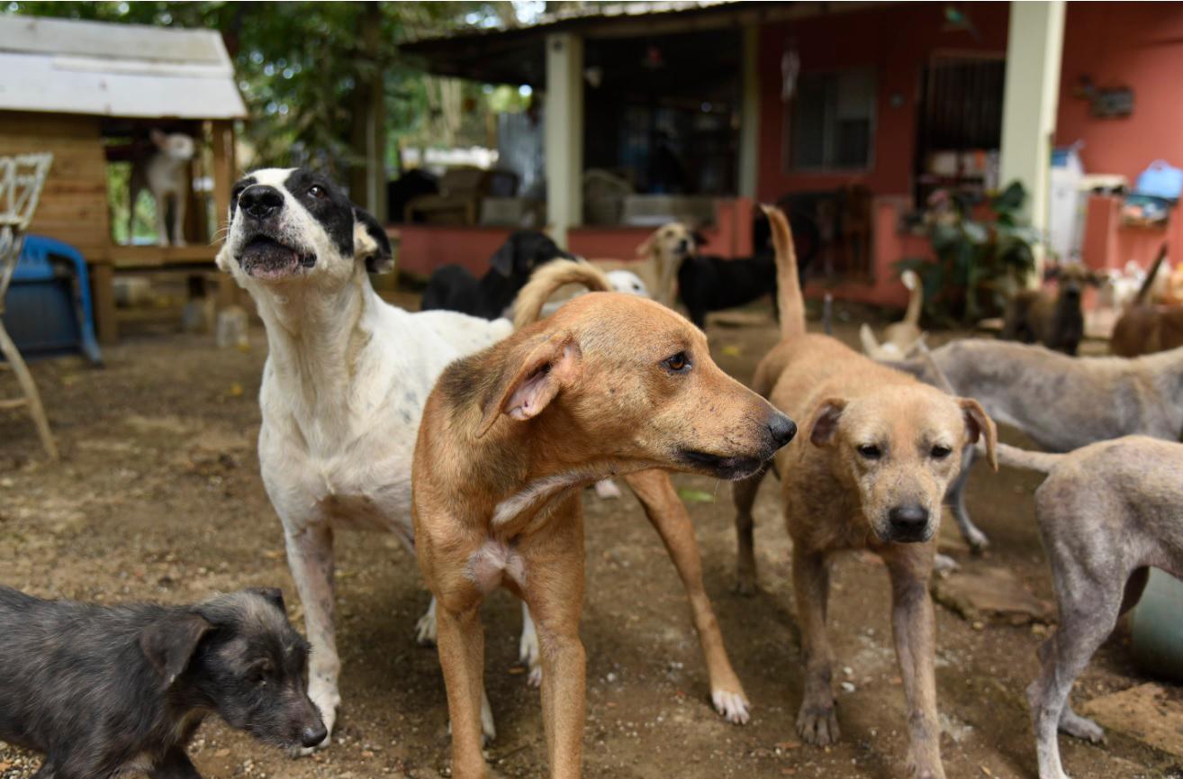 La Ley de 284-12 contempla penas hasta de un año de prisión por el maltrato animal.