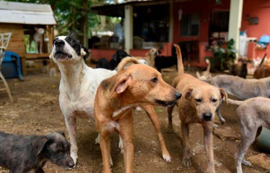 Fundaciones que luchan incansablemente contra el maltrato animal