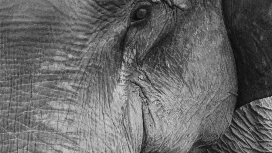 Un elefante en India mató a 16 personas en dos meses