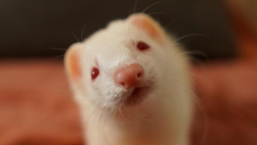 Las autoridades sanitarias confirman primer caso de hurón con covid en EEUU