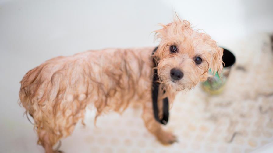 ¡Baña a tu perro cachorro! Sigue estos consejos ¡Baña a tu perro cachorro! Sigue estos consejos