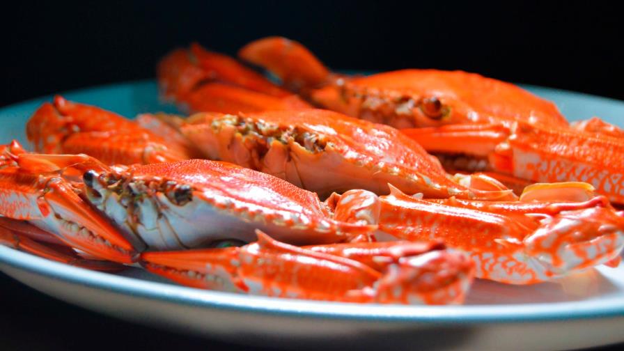 Chefs europeos promueven el consumo sostenible de productos del mar