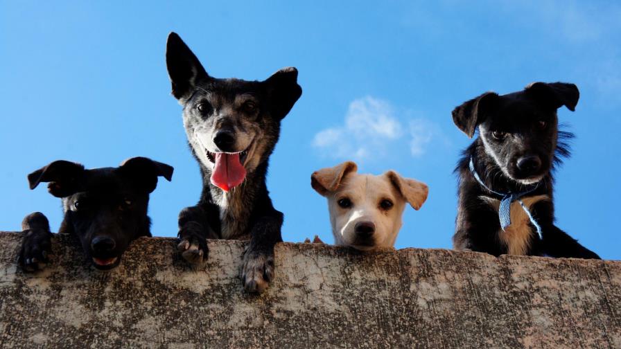 Desfile de perros alienta a residentes de geriátrico tras aislamiento de 2020 Desfile de perros alienta a residentes de geriátrico tras aislamiento de 2020