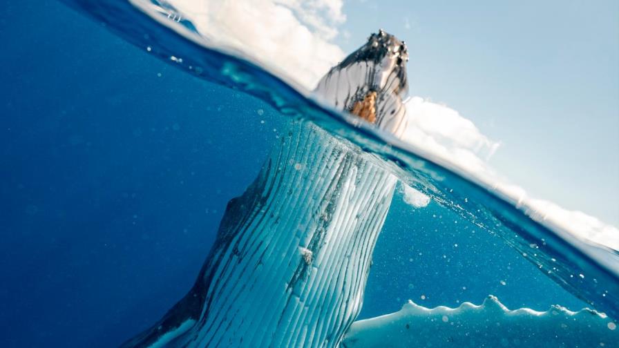 Protegen a raras ballenas detectadas al sureste de NY