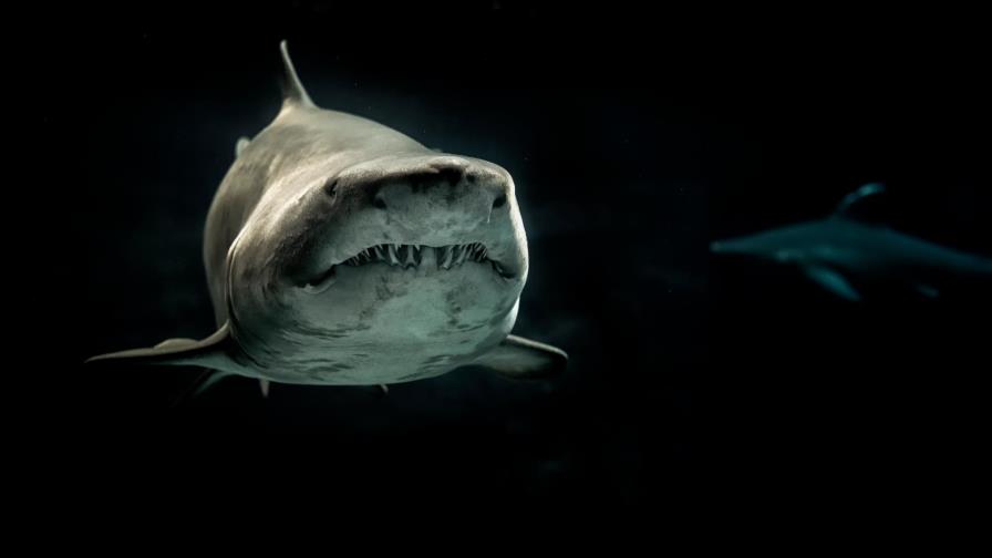 Tiburones “surfistas”: no es por diversión, sino para ahorrar energía Tiburones “surfistas”: no es por diversión, sino para ahorrar energía