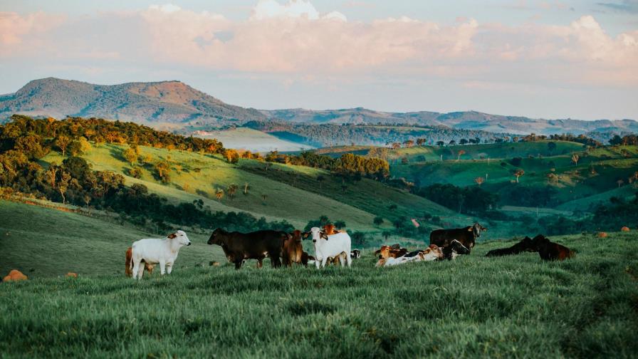 Agencias de la ONU llaman a “reorientar” los apoyos a la agricultura que dañen al medioambiente