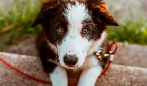 Un perro hereda cinco millones de dólares tras la muerte de su propietario en EEUU