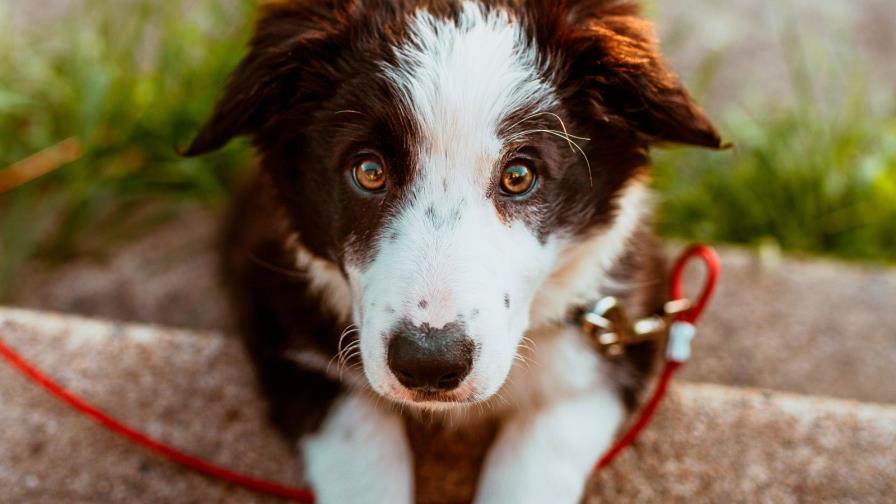 Un perro hereda cinco millones de dólares tras la muerte de su propietario en EEUU