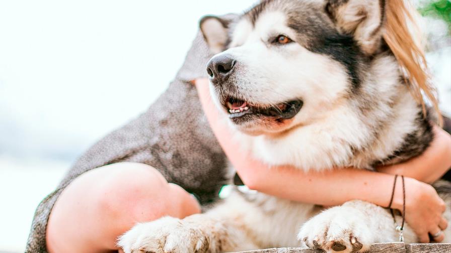 El amor por los perros transforma San Valentín