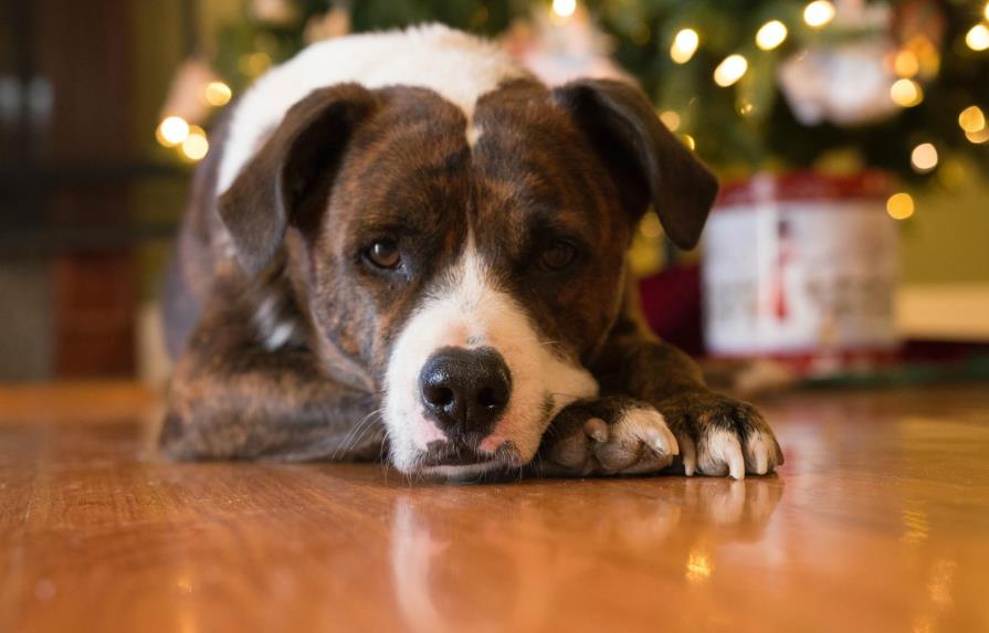 Cinco consejos para proteger a tu mascota de la pirotecnia de Año Nuevo