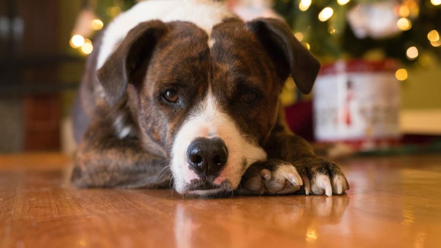 Cinco consejos para proteger a tu mascota de la pirotecnia de Año Nuevo