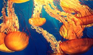 La tecnología favorece la "explotación bestial" del medio marino, según WWF