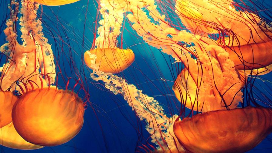 La tecnología favorece la “explotación bestial” del medio marino, según WWF