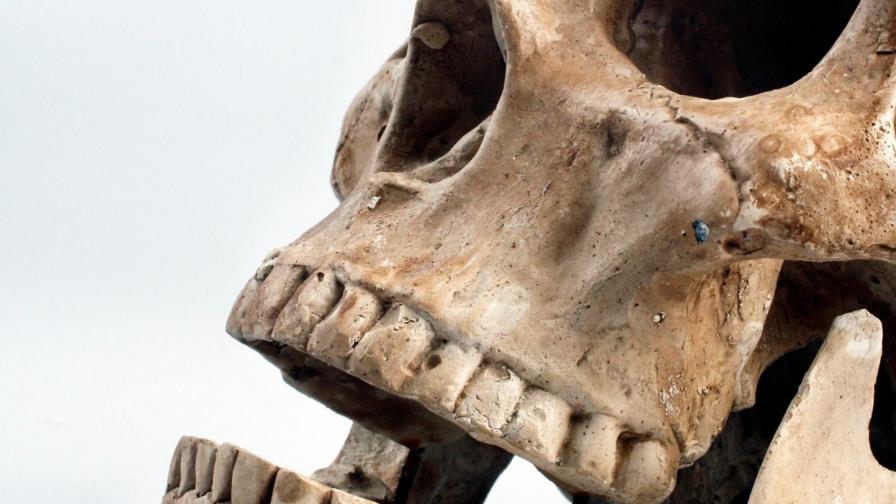 Los colmillos masculinos redujeron su tamaño al inicio de la evolución Los colmillos masculinos redujeron su tamaño al inicio de la evolución