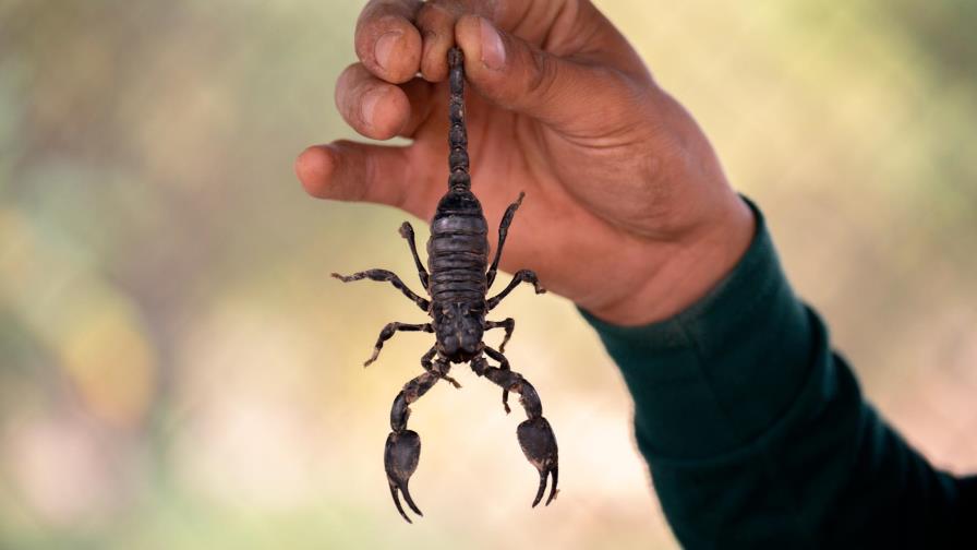Egipto: Tormentas dejan 3 muertos, picaduras de escorpiones