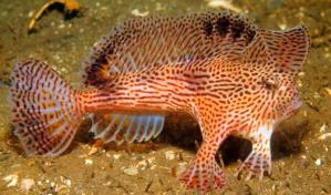 Descubren al menos 11 especies de peces con capacidad para caminar en tierra