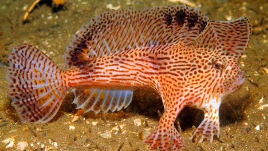 Descubren al menos 11 especies de peces con capacidad para caminar en tierra