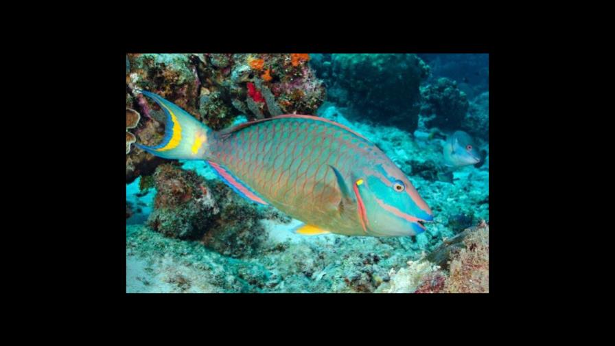 Iniciativa de arte para preservar   el pez loro 