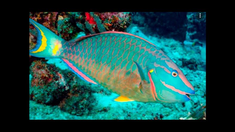 Poder Ejecutivo rectifica y adelanta inicio de veda del pez loro y otros peces 