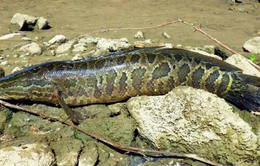 Hallan pez cabeza de serpiente en EEUU; autoridades piden matarlo