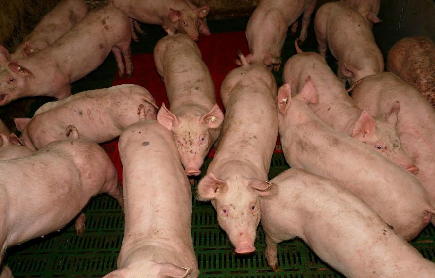Afirma neumonía que afecta a cerdos no representa peligro para los humanos