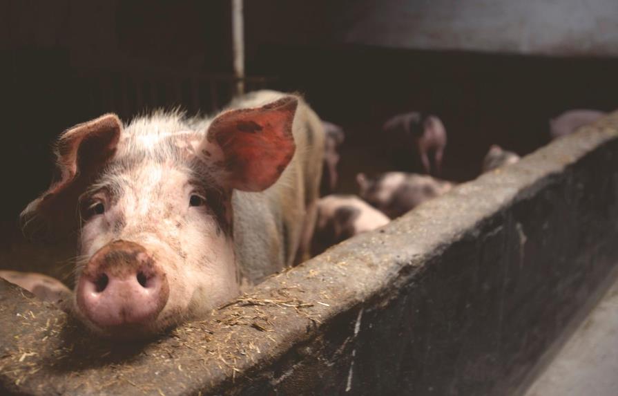 Criadores de cerdos denuncian extraña enfermedad mata sus animales 